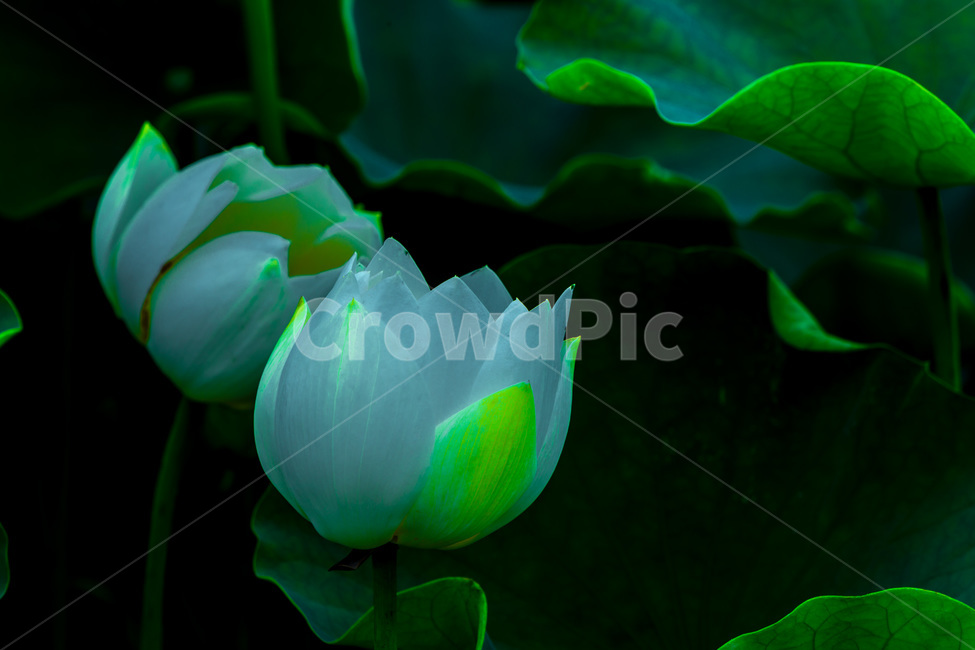 연꽃,연잎,문양,무늬,청초,습지,식물,자연,plants,nature,꽃,flower