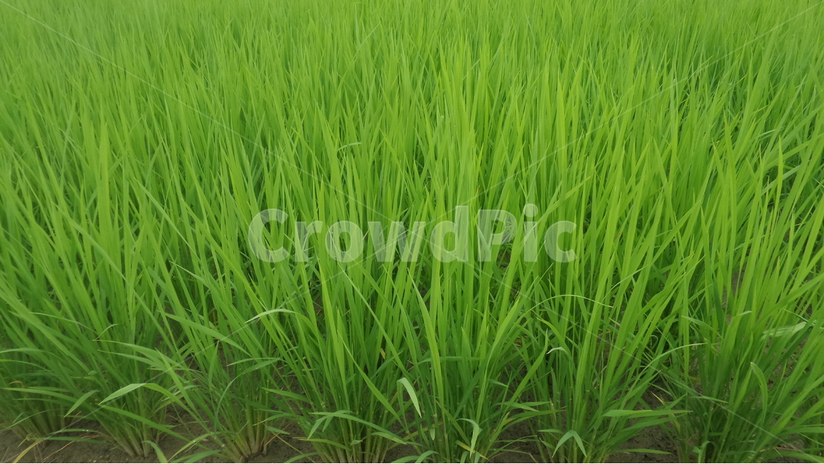 벼,일년생초,초록,오리자,사티바,나록,화본과,식물,자연,plants,nature