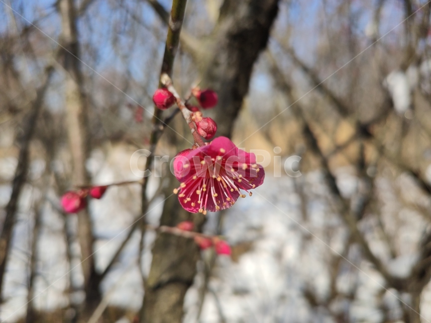 홍매화,매화,매화꽃,붉은매화꽃,홍매,자장매,maehwa,plant,식물,blossom,geranium,제라늄,flower,꽃,식물,자연,plants,nature,꽃,flower