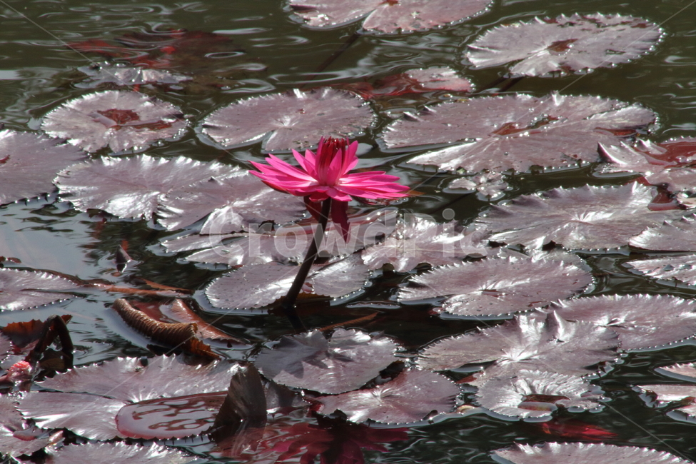 꽃,수련,식물,수생식물,waterlily,식물,자연,plants,nature,꽃,flower
