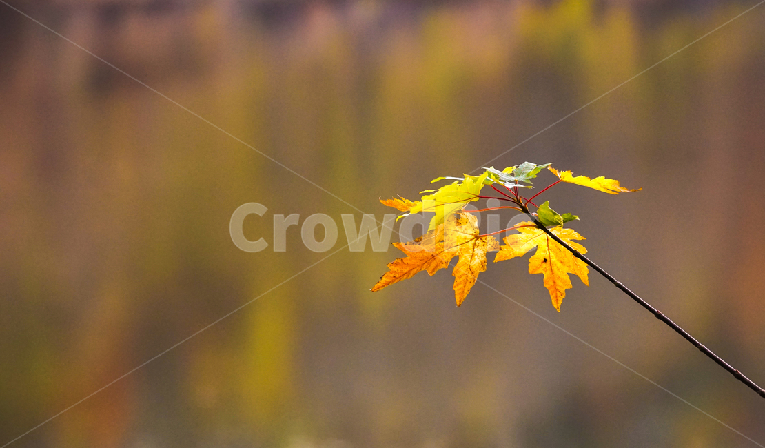 가을,단풍,계절,감성,나뭇잎,식물,자연,가을,계절,fall,autumn,season,leaf,잎,plant,tree,나무