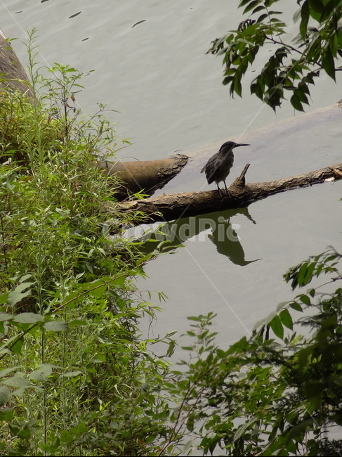 lake,tree,bird,branch,새,나무,호수,나뭇가지