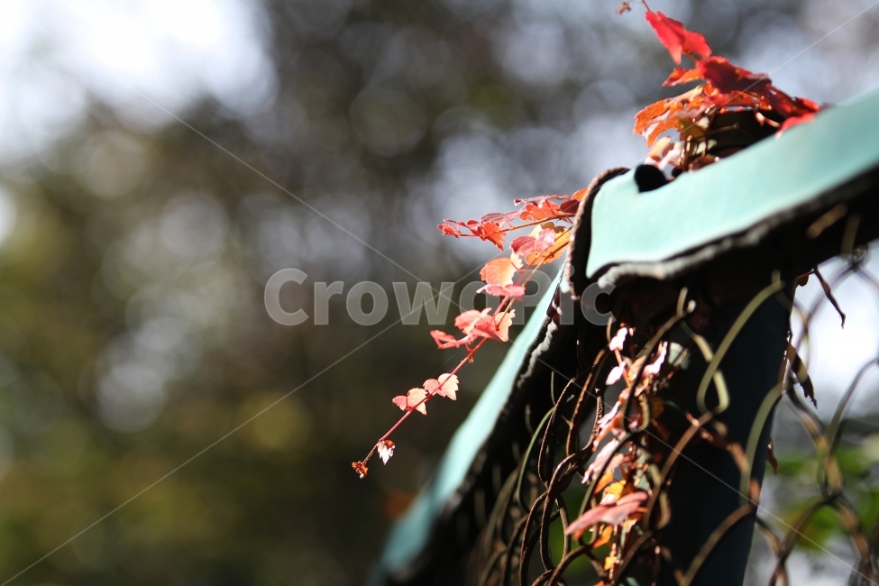 단풍잎,가을풍경,식물,자연,감성사진,단풍,가을,계절,fall,autumn,season,식물,자연,plants,nature,감성,sensible,feeling,leaf,잎,plant,tree,나무