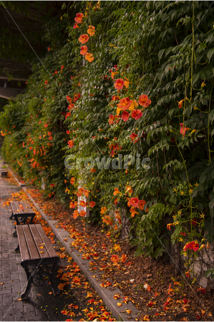 능소화,주황,여름,꽃,flower,trumpetflower,식물,자연,plants,nature,꽃,flower