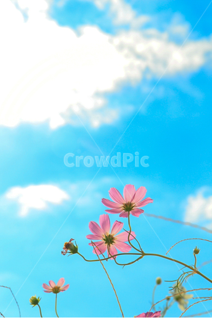 코스모스,가을,하늘,구름,삼락공원,부산,가을,계절,fall,autumn,season,식물,자연,plants,nature,꽃,flower,색깔,색상,색채,색감,color sense,color sensitivity,feeling of color,plant