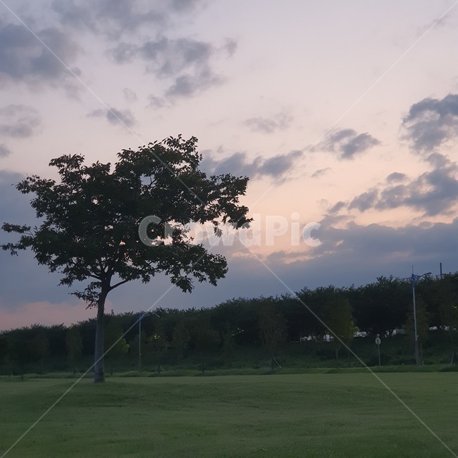 새벽,노을,풍경,나무,공원,구름,초원,grass,잔디,plant,식물,field,들,tree,outdoors,옥외,자연,초록,하늘