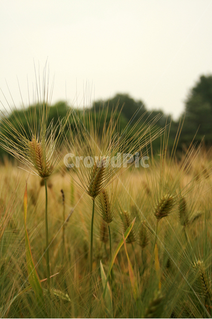 보리,보리밭,식물,plants,nature,바람,자연,풍경,nature,landscape,산업,industry,industrial,농업,농사,agriculture,farming,farming industry,plant,vegetation,초목,grass,잔디