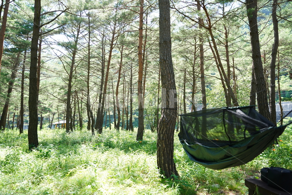 숲,해먹,자연,풍경,휴식,자연,풍경,nature,landscape,식물,plants,나무,trees,wood