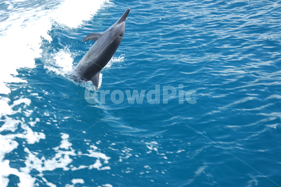 괌,바다,돌고래,여름,바다풍경,풍경