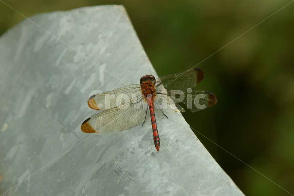 곤충,잠자리,insect,dragonfly,야외,곤충,벌레,insect,bug