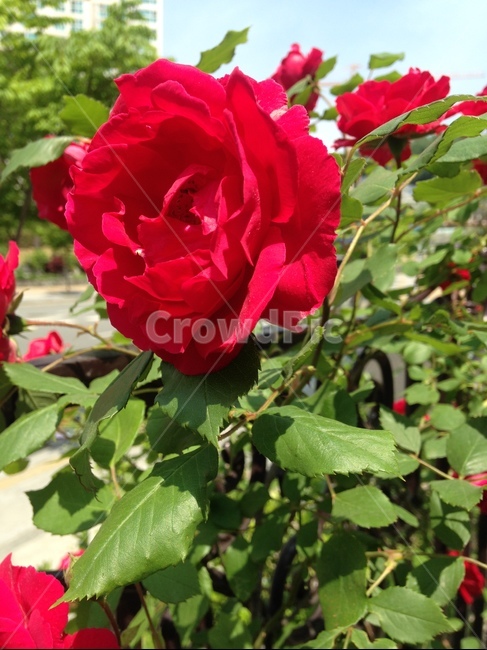 장미,꽃,flower,blossom,식물,plant,rose,붉은,식물,자연,plants,nature,꽃,flower