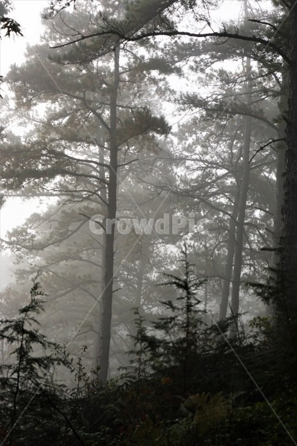자연,나무,식물,은행나무길,감성,안개,풍경,자연풍경,nature,trees,자연,풍경,nature,landscape,tree,plant,weather,날씨