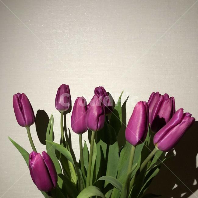 plant,식물,꽃,수선화,튤립,flower,식물,자연,plants,nature,꽃,flower