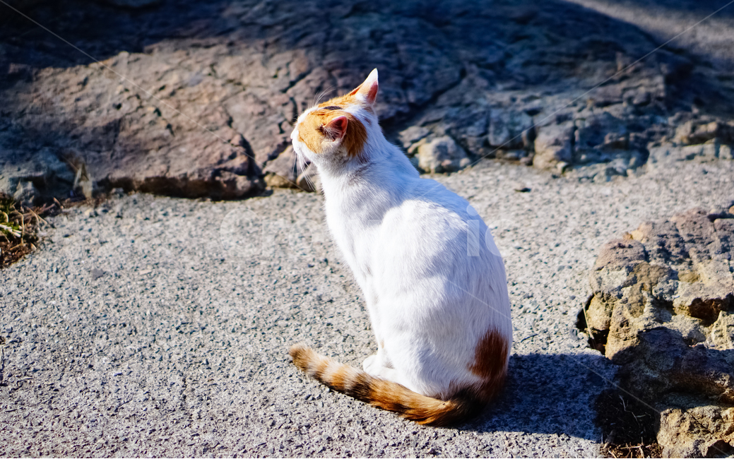 고양이,동물,흰색,풍경,자연,동물,animal,포유류,mammal,고양이,cat,kitten,kitty