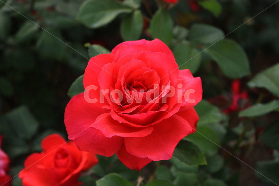 장미,꽃,플라워,로즈,장미꽃,식물,자연,flower,식물,자연,plants,nature,꽃,flower