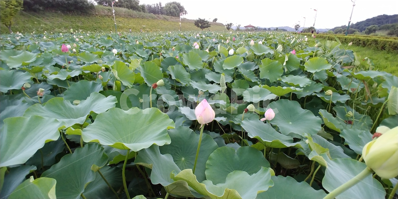 연꽃,연,식물,꽃,flower,식물,자연,plants,nature,꽃,flower