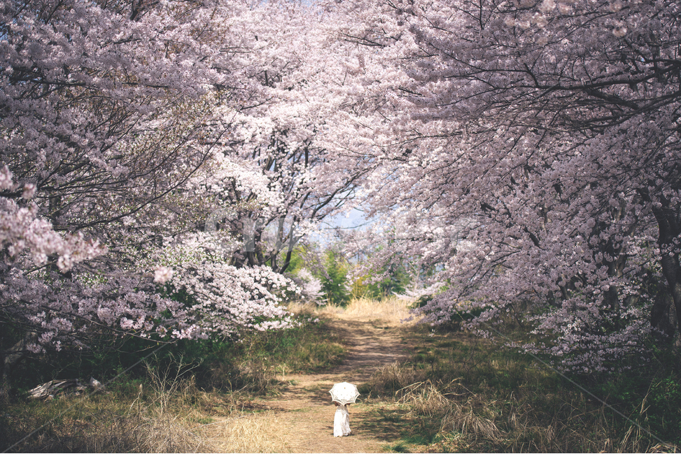 거제,서항마을,벚꽃,cherryblossoms,거제도,봄,spring,korea,감성,sensibility,봄,계절,spring,season,자연,풍경,nature,landscape,plant,식물,flower,꽃,blossom