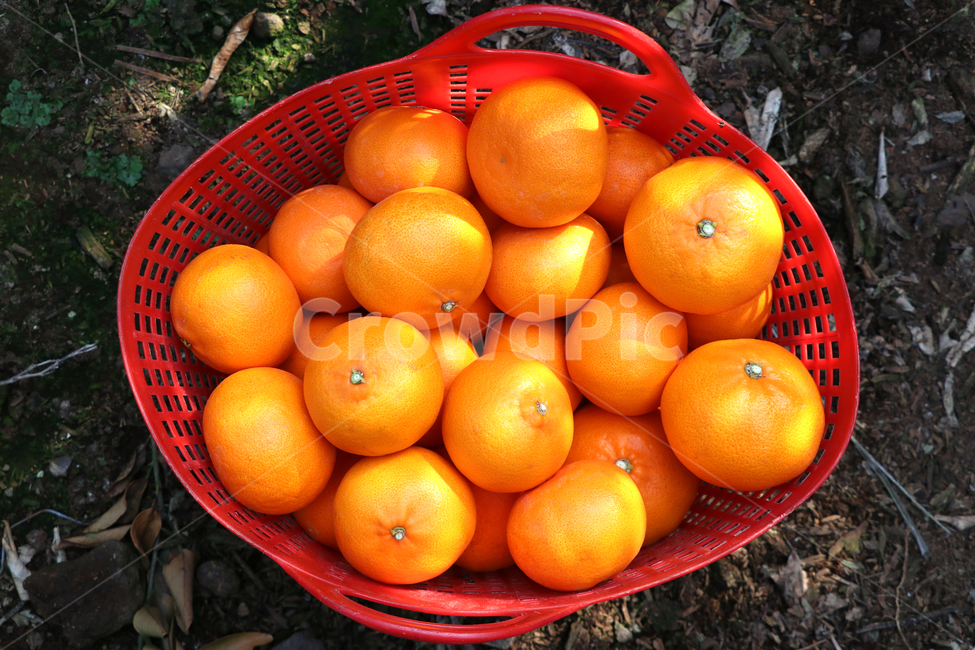 천혜향,제주천혜향,감귤류,감귤류과일,fruit,음식,cheonhyehyang,주황색과일,과일,과일,열매,fruit