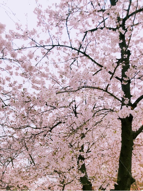 벚꽃,벚꽃축제,공원,꽃,자연