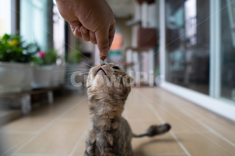고양이,사료,애완동물,펫,고양이음식,궁금증,동물,animal,포유류,mammal,고양이,cat,kitten,kitty