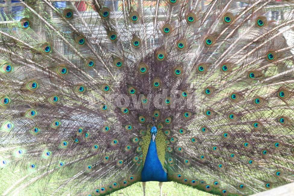 공작,공작새,peacock,새,bird,동물,animal,동물,animal,조류,새,birds