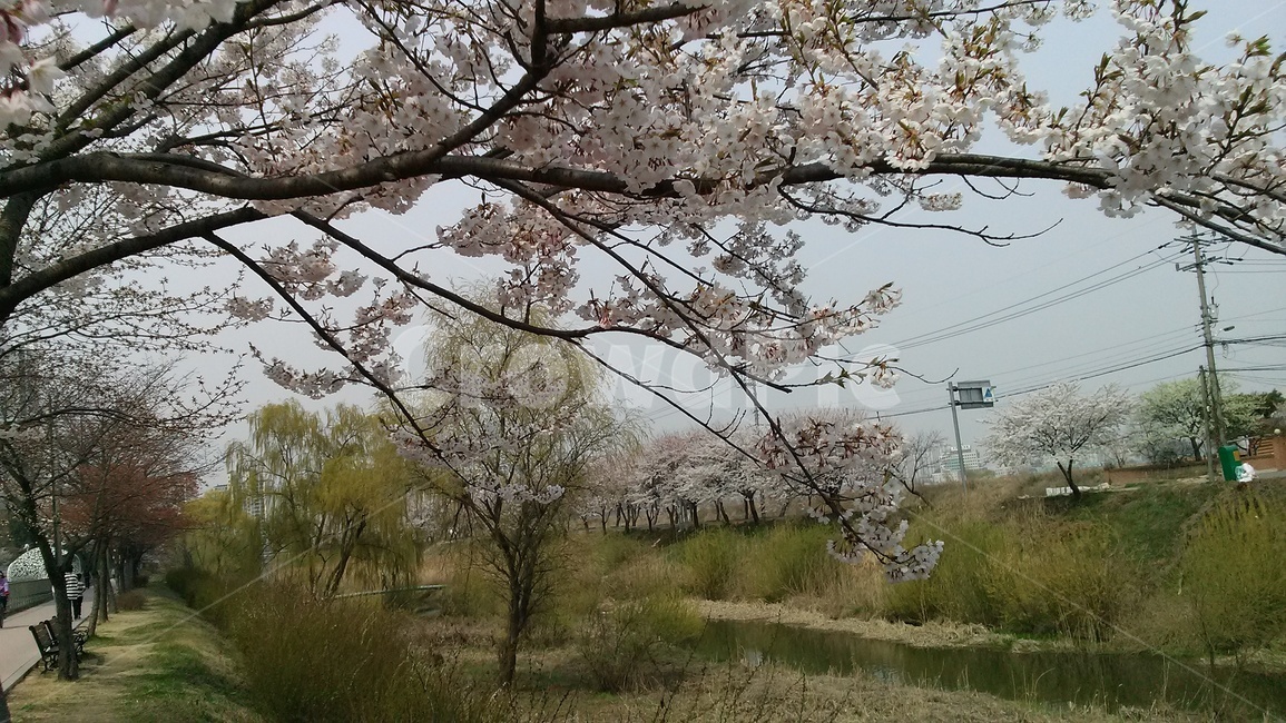 벚꽃,봄,냇가,김포,봄볕,cherryblossom,식물,자연,plants,nature,꽃,flower