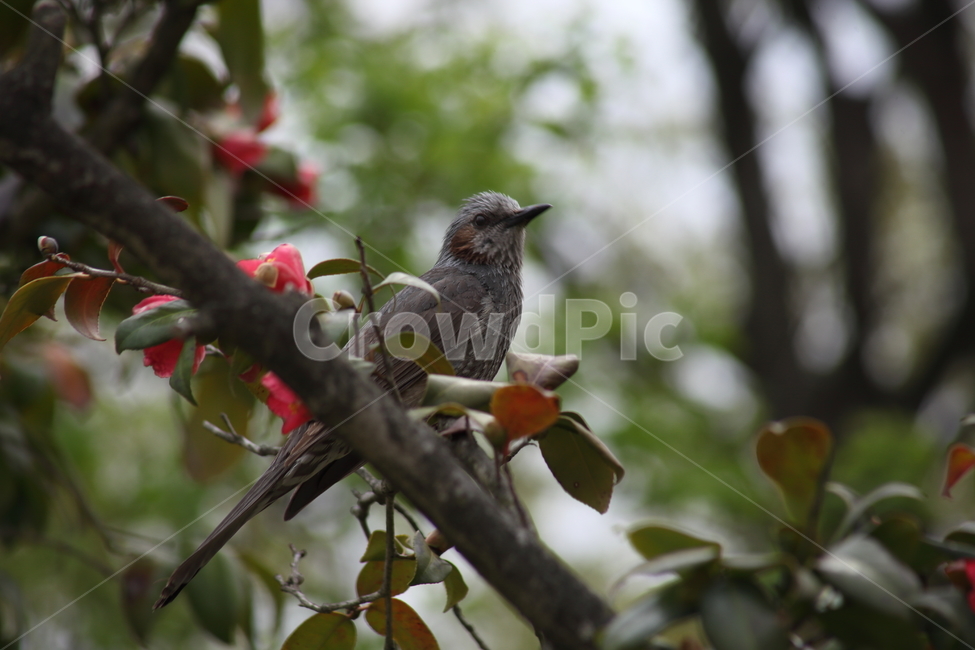 동백,직박구리,새,brownearedbulbul,참새목,식물,자연,plants,nature,꽃,flower,동물,animal,조류,새,birds