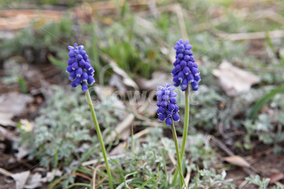 무스카리,무스카리꽃,꽃,꽃잎,봄꽃,개화,식물,자연,공원