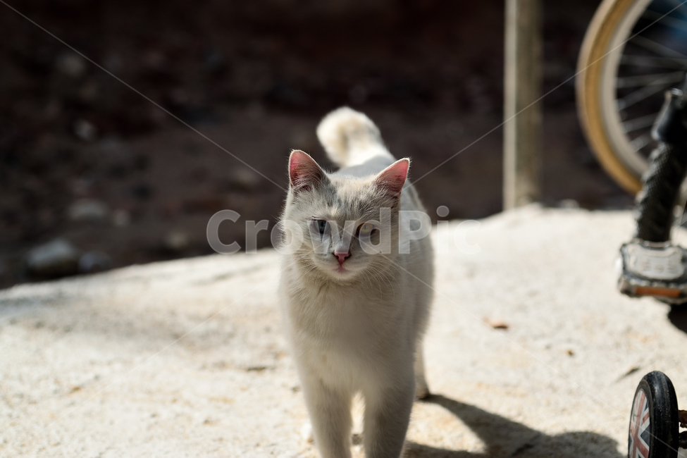 고양이,오드아이,냥이,반려묘,애완동물,흰색,하얀,동물,animal,포유류,mammal,고양이,cat,kitten,kitty