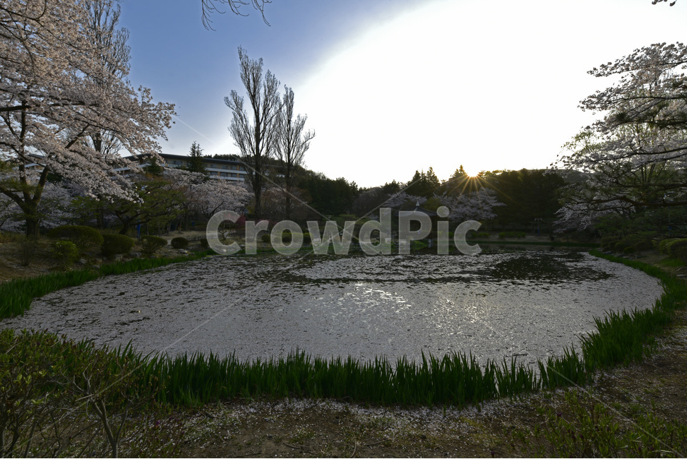 보문정,경주,보문관광단지,벚꽃,호수,작은연못,자연,풍광,경치,자연,풍경,nature,landscape,water,물,outdoors,옥외,land,땅