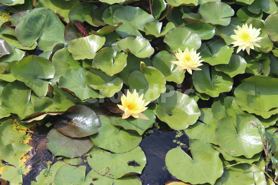 plant,식물,lily,blossom,수련,꽃,flower,식물,자연,plants,nature,꽃,flower