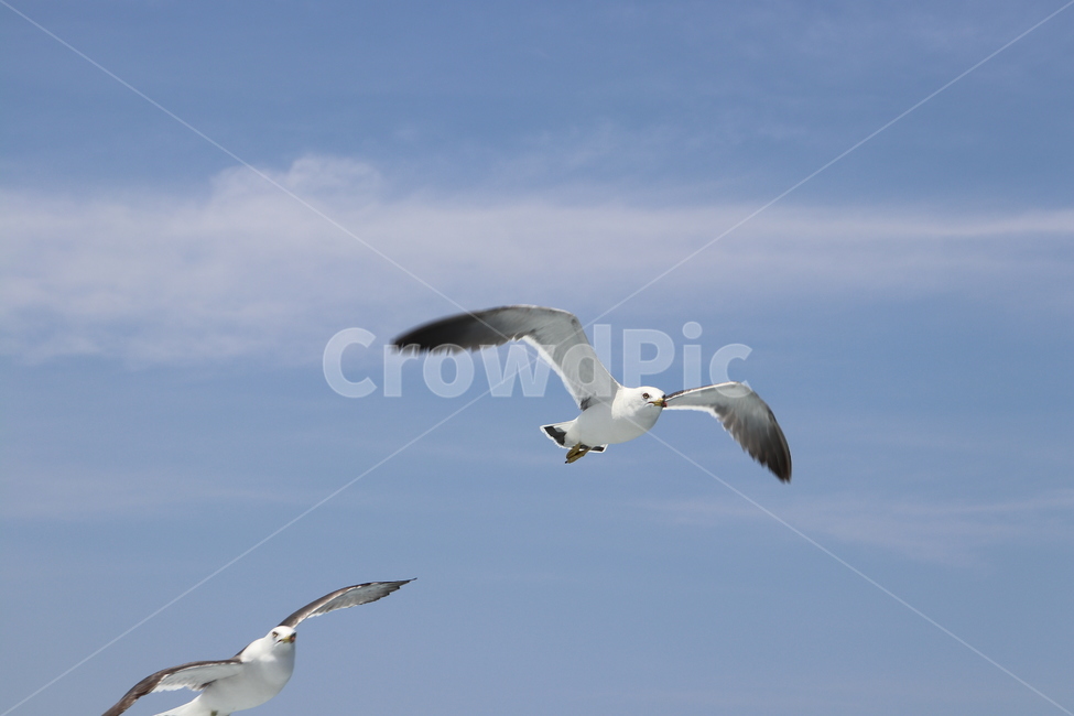 bird,새,animal,동물,flying,나는,seagull,갈매기,동물,animal,조류,새,birds