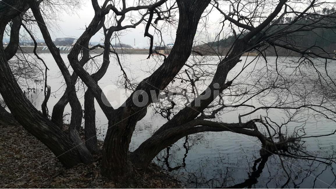 땅거미,공원,수변공원,나무,호숫가,자연,풍경,nature,landscape,식물,plants,나무,trees,wood,tree,plant,tree trunk,나무 줄기