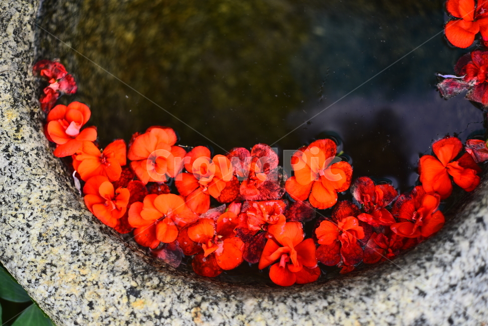 flowers,texture,emotional,moisture,feeling,suddenly,water,Emotional photo,flower,red,petal,granite,falling flower,circle,Korean tradition,sensible