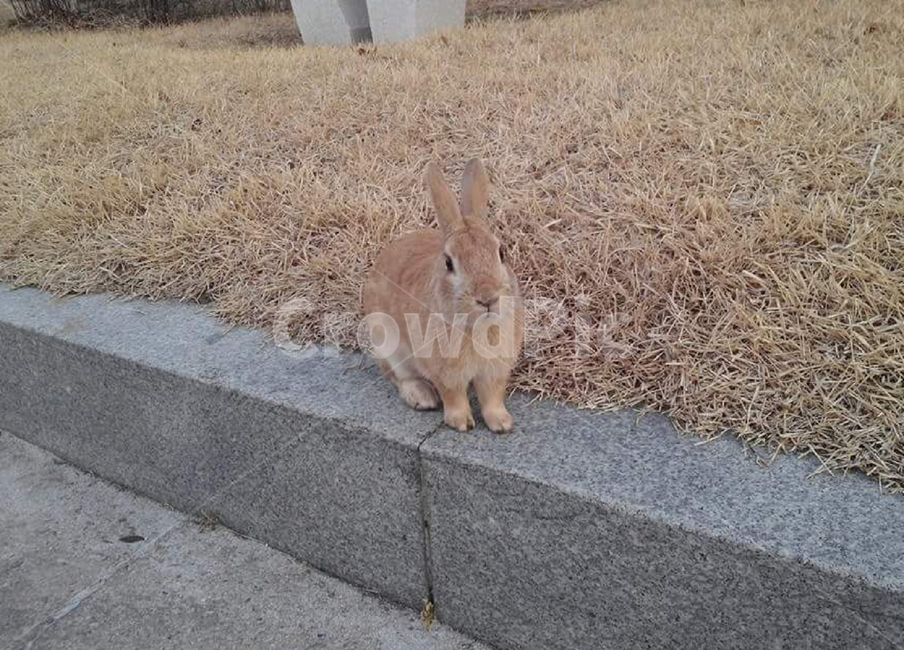 야생동물,동물,animal,토끼,야생토끼,갈색토끼,rabbit,올림픽공원