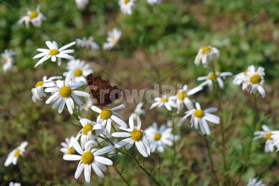 꽃,자연,나비,봄,spring,식물,자연,plants,nature,꽃,flower