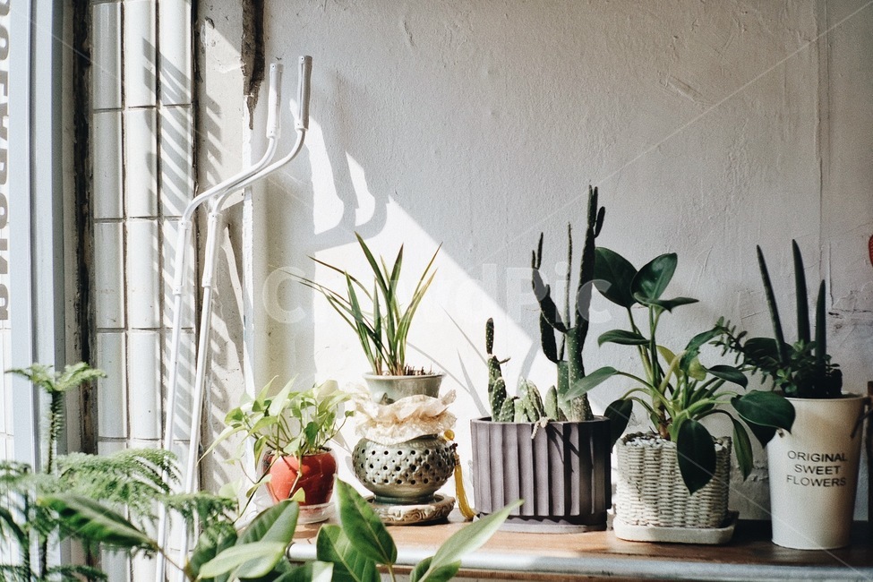 화분,햇살,카페,식물,봄,실내용화초,화분,화초,house plant