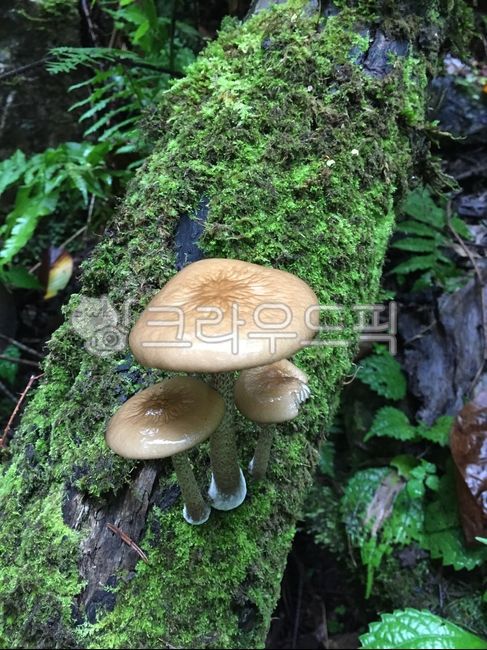 forest,brown root mushroom,Moss,plant,Brown Flying Root Mushroom,edible,medicinal herbs,mushroom data,mushroom,wild mushrooms