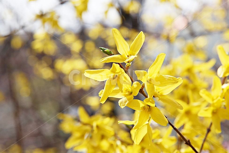 개나리,개나리꽃,꽃,노랑,봄꽃,봄,식물,자연,공원,식물,자연,plants,nature,꽃,flower
