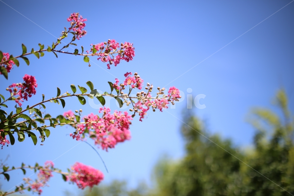 꽃,하늘,자연,풍경,꽃사진,식물,자연,plants,nature,꽃,flower