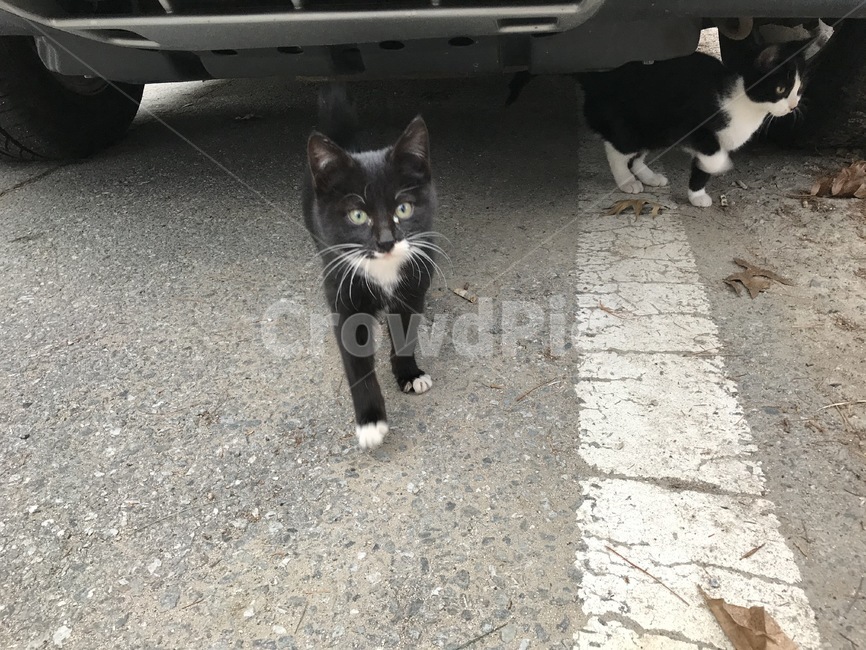 고양이,pet,애완동물,cat,animal