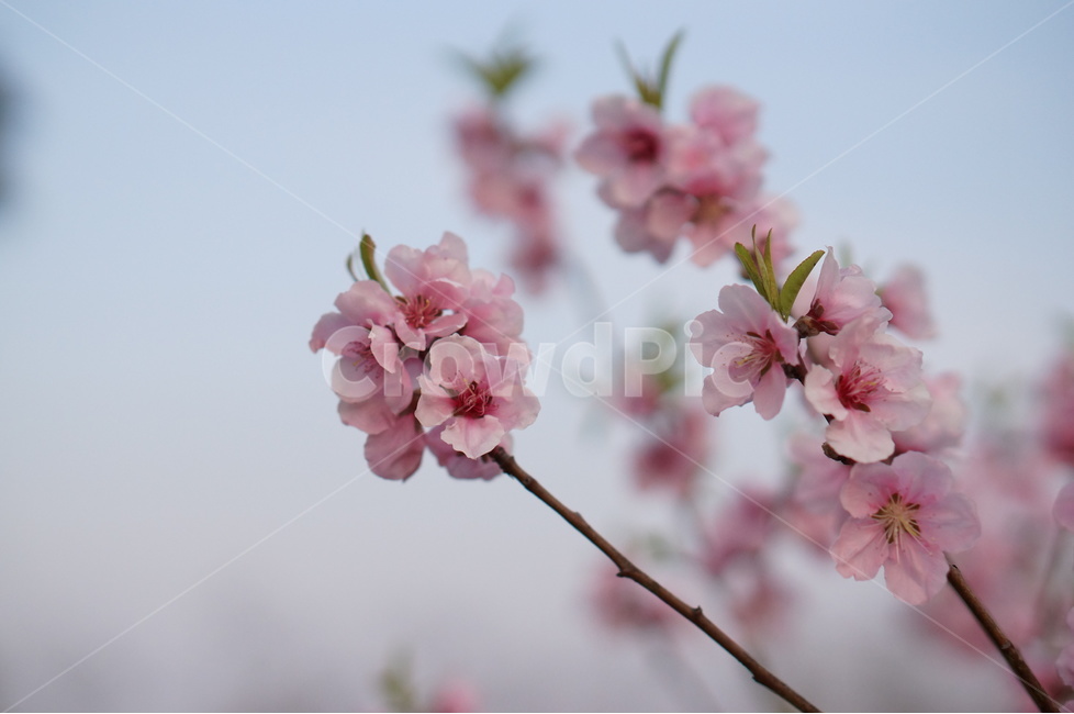 복사꽃,연핑크,길가,봄,해,봄,계절,spring,season,식물,자연,plants,nature,꽃,flower,plant