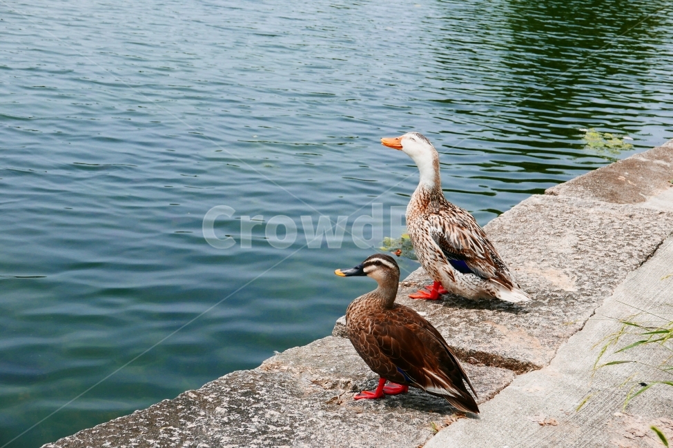 미소,오리,맑음,소풍,여름,동물,animal,조류,새,birds