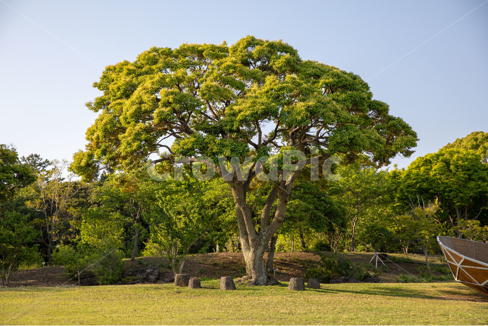 나무,휴가,휴식,자연,힐링,jeju,공원,숲,초록,풍경