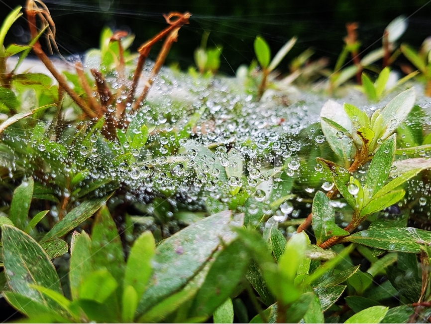 물방울,물,수분,식물,거미줄,식물,자연,plants,nature