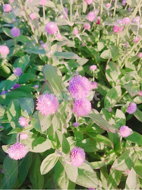 천일홍,축제,꽃,가을꽃,가을