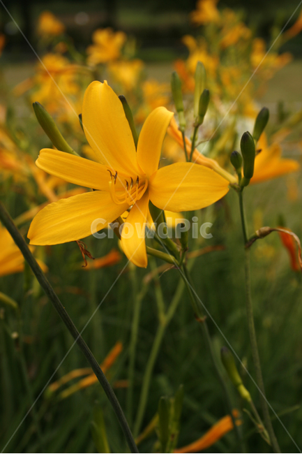 애기원추리,식물,flower,plants,nature,꽃,꽃봉오리,식물,자연,plants,nature,꽃,flower