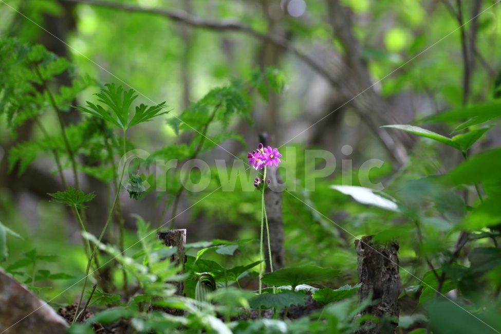 태백산,야생화,앵초,사진,취미,식물,자연,plants,nature,꽃,flower