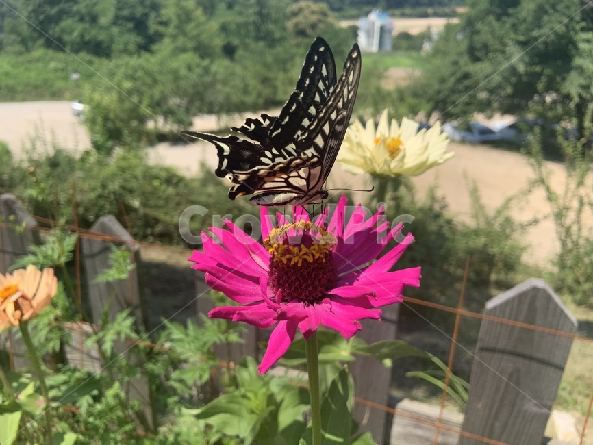 나비,꽃,근접,호랑나비,우연,곤충,벌레,insect,bug