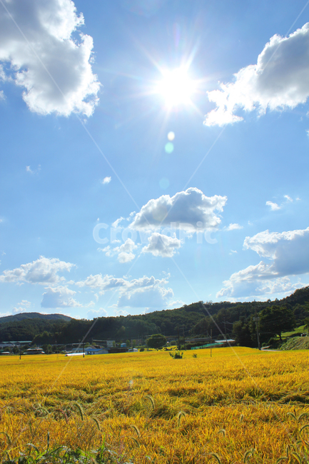 asia,autumn,blue,cloud,clouds,country,countryside,day,fall,farm,farming,field,food,gold,golden,goldenrice,goldenricefield,soilroad,sandroad,street,하늘,구름,파란하늘,시골,농촌,농사,벼농사,벼,쌀,쌀농사,금색,노란색,노란들판,grain,korea,황금색,황금들판,산,전봇대,한국,아시아,가을,이천,경기도,land,landscape,mountain,natural,nature,organic,paddy,plant,rice,ricefield,sky,sunny,village,yellow,road,way,길,도로,시골길,산책로,흙길,스카이,파랑,블루,파란색,흰구름,뭉게구름,먼산,자연,풍경,논,농작물,들판,황금들녘,가을,계절,fall,autumn,season,자연,풍경,nature,landscape,outdoors,옥외,grassland,목초지,들
